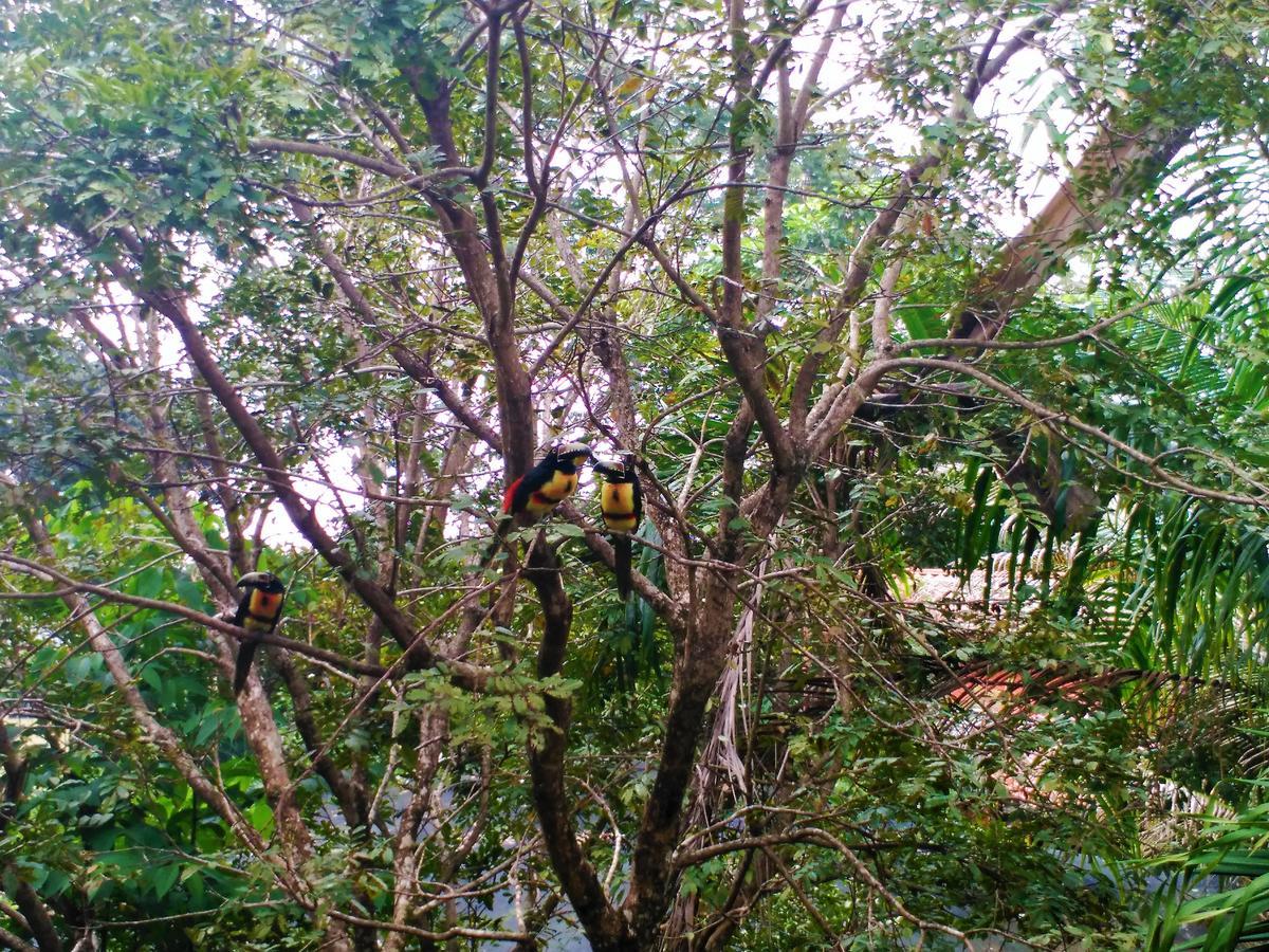 El Mariposario Montezuma Gardens Bed and Breakfast Exterior foto